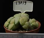 Lithops terricolor Speckled Gold 8,5