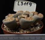 Lithops karasmontana ssp. eberlanzii 8,5