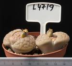 Lithops jullii ssp. jullii 8,5 Lithops jullii ssp. jullii 8,5