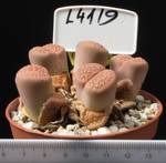 Lithops schwantesii v. gebseri 8,5 Lithops schwantesii v. gebseri 8,5