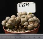 Lithops bromfieldii v. mennellii 8,5 Lithops bromfieldii v. mennellii 8,5