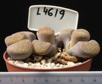 Lithops hookeri v. vermikulate 8,5 Lithops hookeri v. vermikulate 8,5