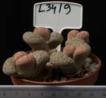 Lithops lesliei f. Kimberley 8,5 Lithops lesliei f. Kimberley 8,5
