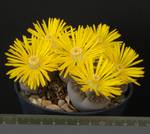 Lithops aucampiae ssp. euniceae v. fluminalis Lithops aucampiae ssp. euniceae v. fluminalis