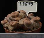 Lithops schwantesii v. schwantesii 8,5 Lithops schwantesii v. schwantesii 8,5