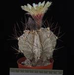 Astrophytum capricorne v. niveum Astrophytum capricorne v. niveum