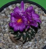 Ariocarpus kotschubeyanus Ariocarpus kotschubeyanus