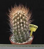 Neoporteria eriocephala 10509 Neoporteria eriocephala 10509