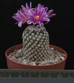 Pelecyphora valdeziana Pelecyphora valdeziana