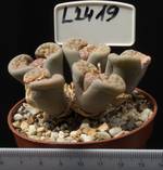 Lithops gracilidelineata 8,5 Lithops gracilidelineata 8,5
