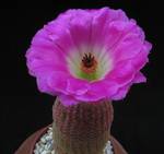 Echinocereus pectinatus v. rigidissimus Echinocereus pectinatus v. rigidissimus
