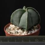 Astrophytum myriostigma f. quadricostatum v. nudum Astrophytum myriostigma f. quadricostatum v. nudum