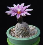 Pelecyphora valdeziana Pelecyphora valdeziana