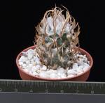 Turbinicarpus flaviflorus Turbinicarpus flaviflorus