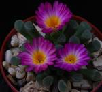 Frithia pulchra Frithia pulchra