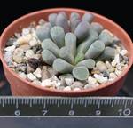 Frithia pulchra Frithia pulchra