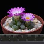 Frithia pulchra Frithia pulchra