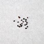 Astrophytum capricorne Astrophytum capricorne