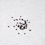 Submatucana madisoniorum seme Submatucana madisoniorum seme