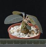 Dorstenia foetida Dorstenia foetida