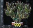 Euphorbia enopla
