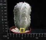 Astrophytum strongylogonum v. quadricostatum