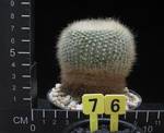 Brasilicactus haselbergii