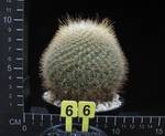 Parodia mutabilis
