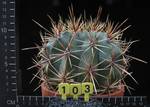 Ferocactus sp.