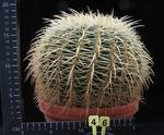 Echinocactus grusonii