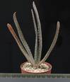 Aloe barbadensis