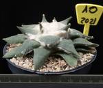 Ariocarpus retusus v. elongatus