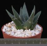 Ariocarpus  elongatus