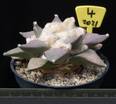 Ariocarpus retusus v. Arteaga