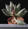 Adromischus festivus