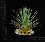 Agave stricta v. echinoides