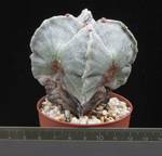 Astrophytum myriostigma v. quadricostatum