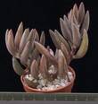Adromischus filicaulis