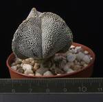 Astrophytum myriostigma v. tricostatum