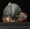 Astrophytum myriostigma v. tricostatum