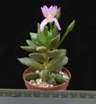 Anacampseros rufescens(5,5)