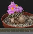 Ariocarpus kotschubeyanus