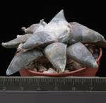 Ariocarpus retusus v. Sierra Paila