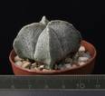 Astrophytum myriostigma v. quadricostatum