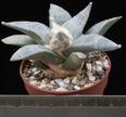 Ariocarpus furfuraceus