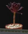 Aeonium arboreum atropurpureum