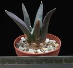 Ariocarpus retusus v. elongatus