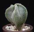 Astrophytum myriostigma