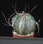Astrophytum capricorne