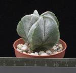 Astrophytum myriostigma